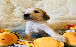 Cocker Spaniel dogs for sale: Show Type Health Tested, KC Reg puppies  - Image 21