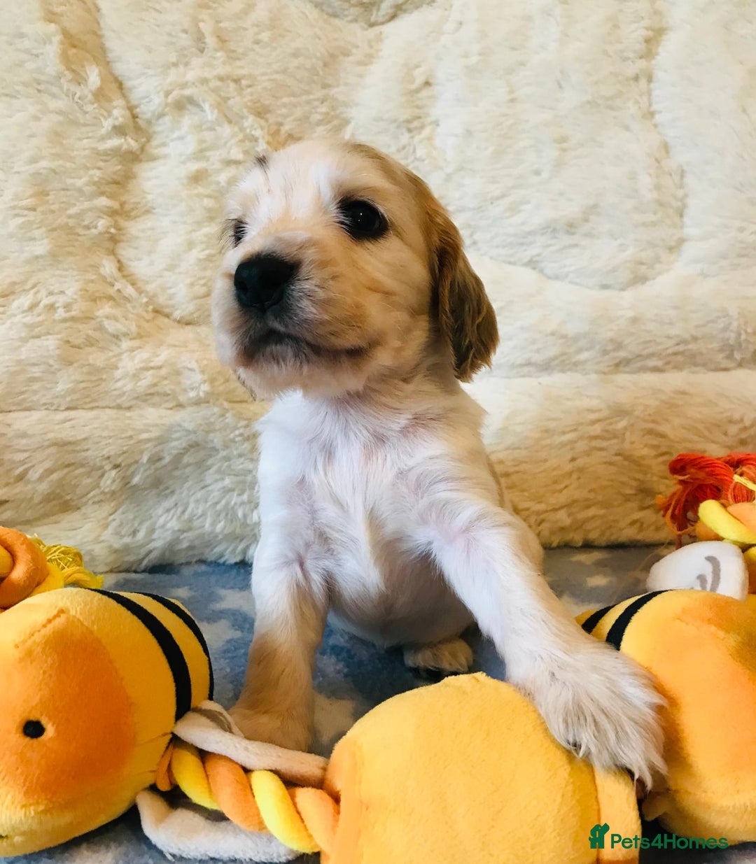 Cocker Spaniel dogs for sale: Show Type Health Tested, KC Reg puppies  - Image 21
