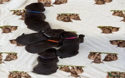 Labrador Retriever dogs for sale: Chunky chocolate labradors  - Image 21