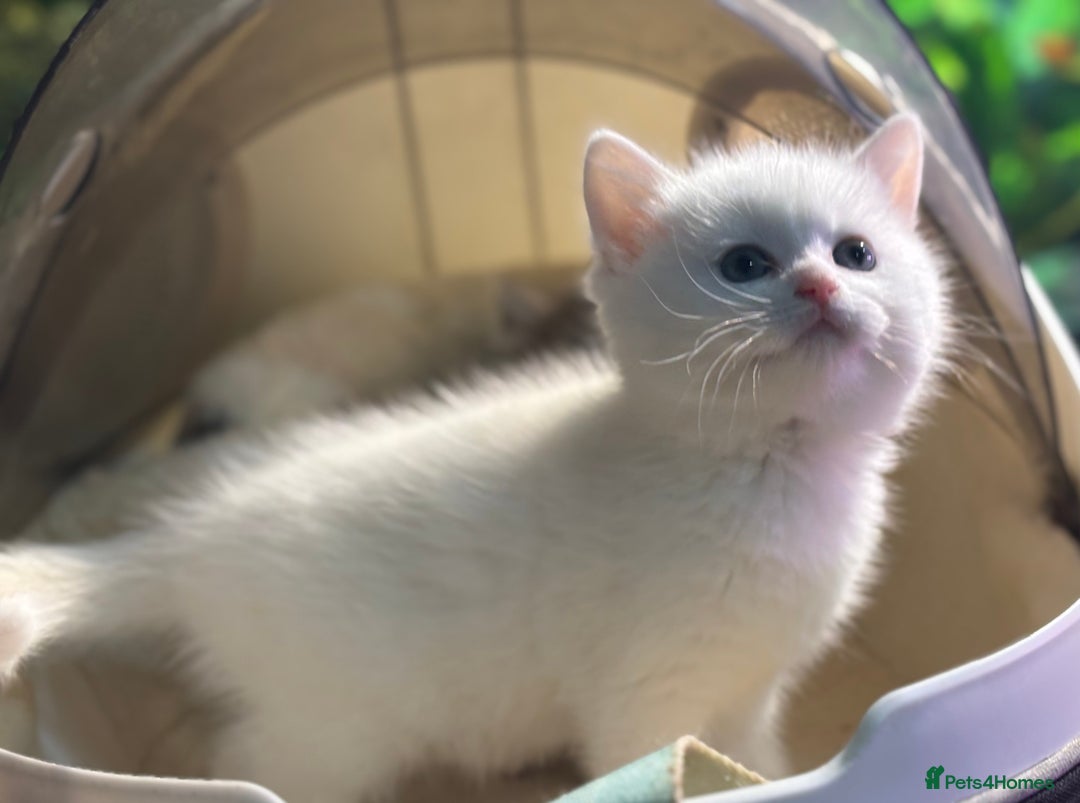 Munchkin cats for sale: Full Pedigree Munchkin Kittens  - Advert 28