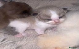 Ragdoll cats for sale: Tortie flame mink sepia tica  - Image 28