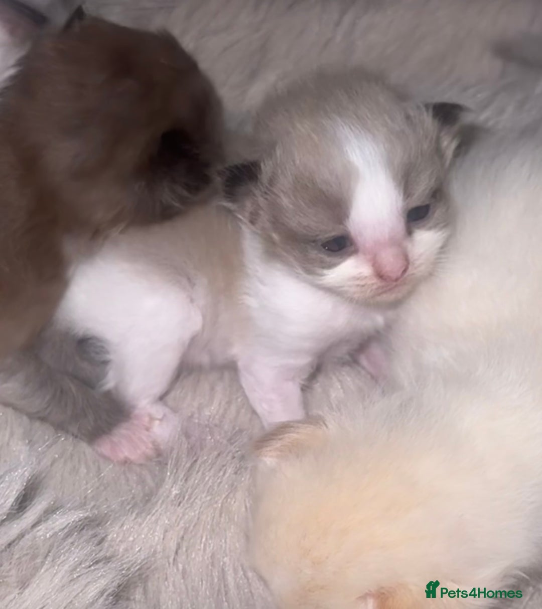 Ragdoll cats for sale: Tortie flame mink sepia tica  - Image 28
