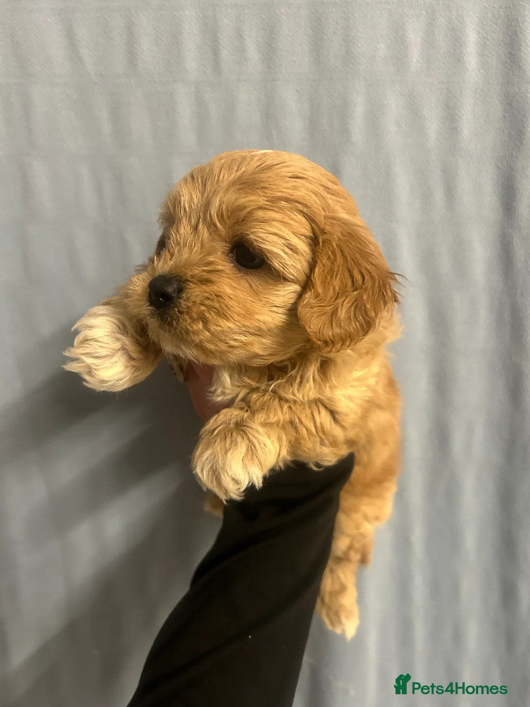 Maltipoo dogs for sale: Multipoo - Advert 9