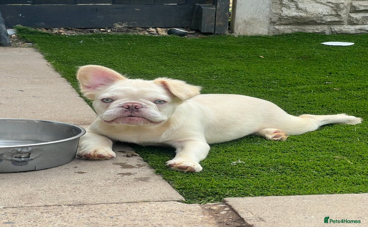French Bulldog dogs - Advert 8