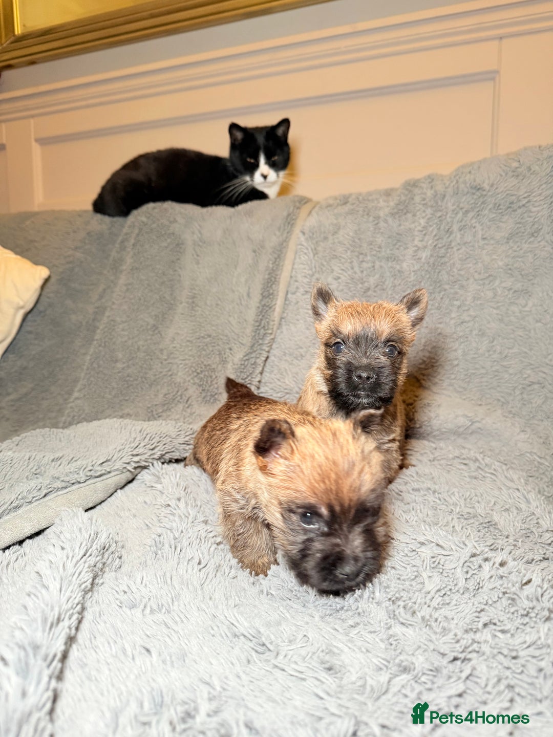 Cairn Terrier dogs for sale: STUNNING cairn terrier babies 🐾 - Advert 10