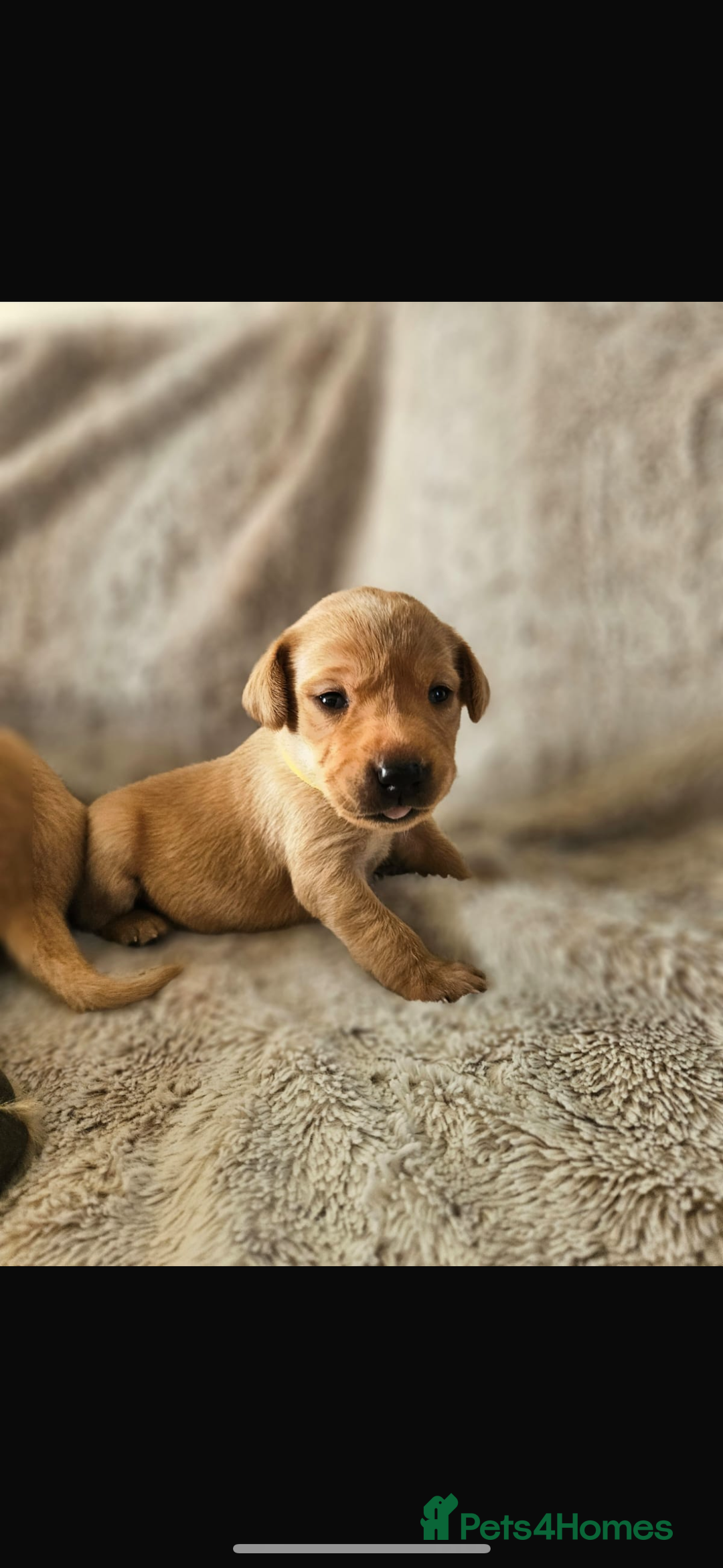 Labrador Retriever dogs for stud: Fox Red Champion Line Working lab  - Advert 8