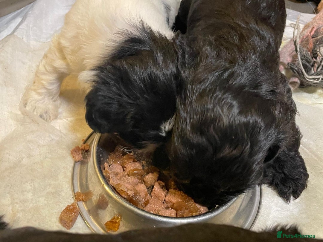 Mixed Breed dogs for sale: Stunning Sproodle x Shih Tzu pups ready 26/1 - Advert 19
