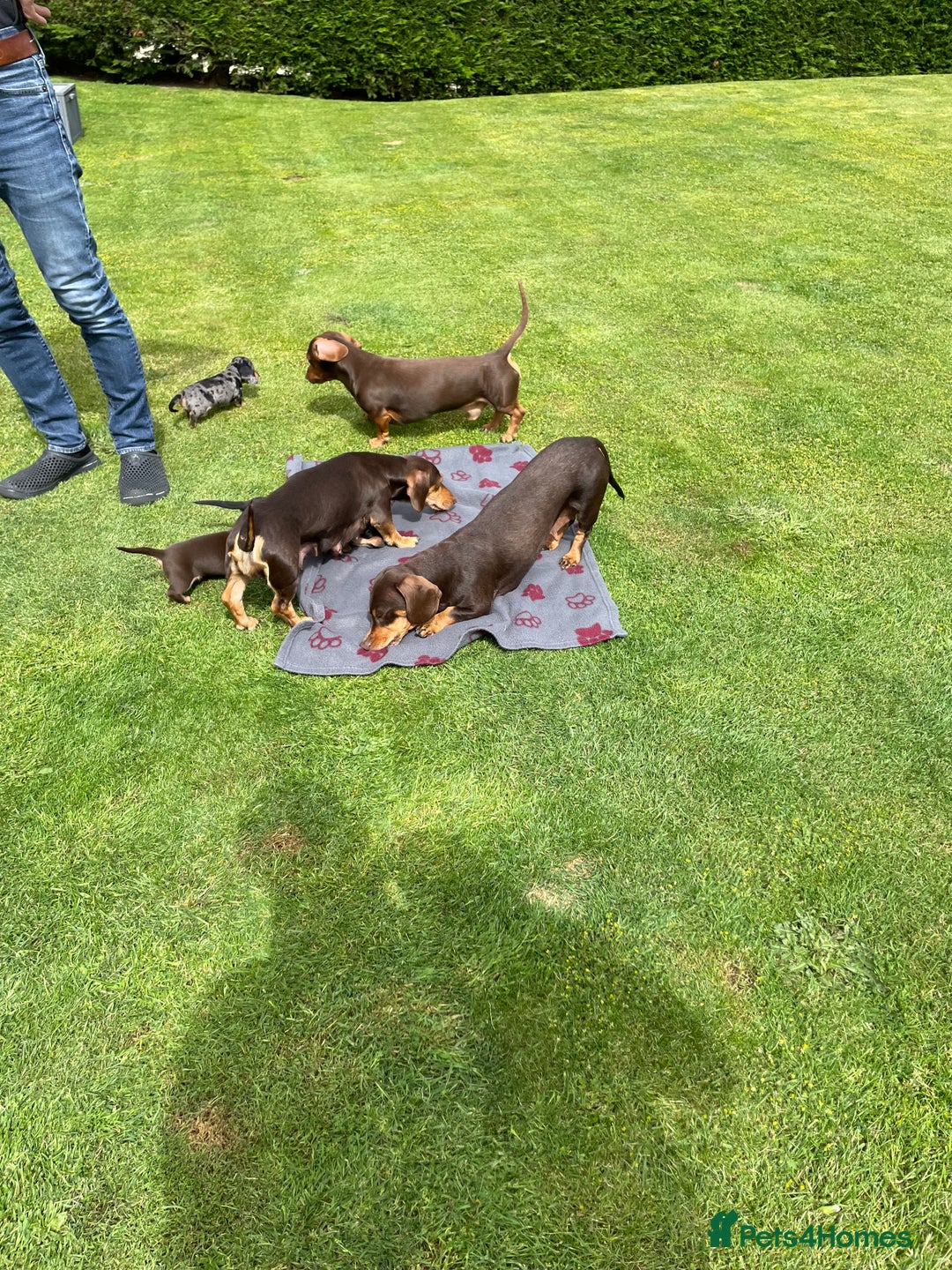Miniature Dachshund dogs for sale: Miniature dachshund - Image 10