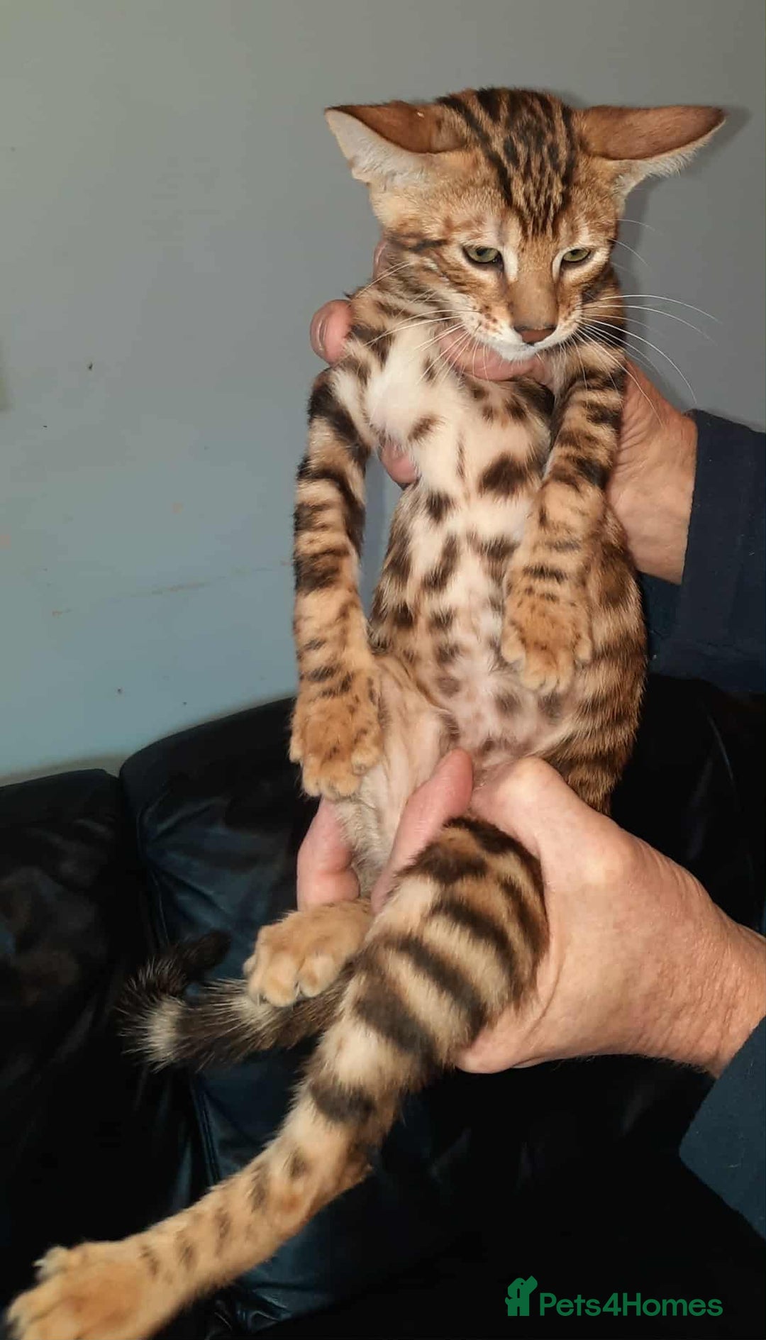 Toyger cats for sale: STUNNING TICA REG, PEDIGREE TOYGER CUBS - Image 16
