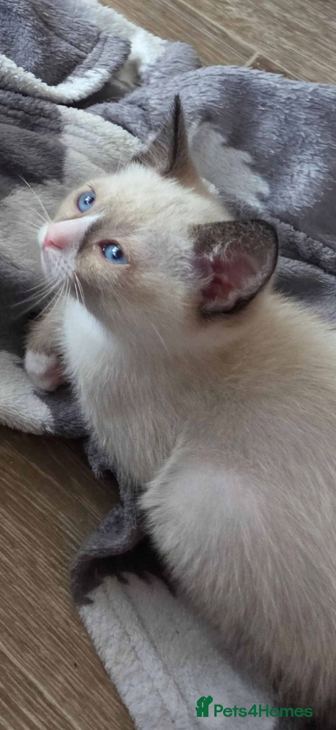 Snowshoe cats for sale: Rare TICA registered Snowshoe kittens - Advert 31