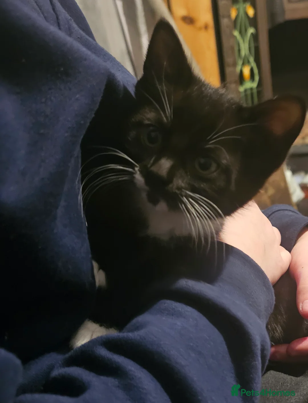 Mixed Breed cats for sale: Beautiful kitten ready now - Advert 11