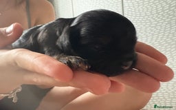 Shihpoo dogs for sale: Adorable Shihpoo puppies 🐾🐕🤍 - Image 7