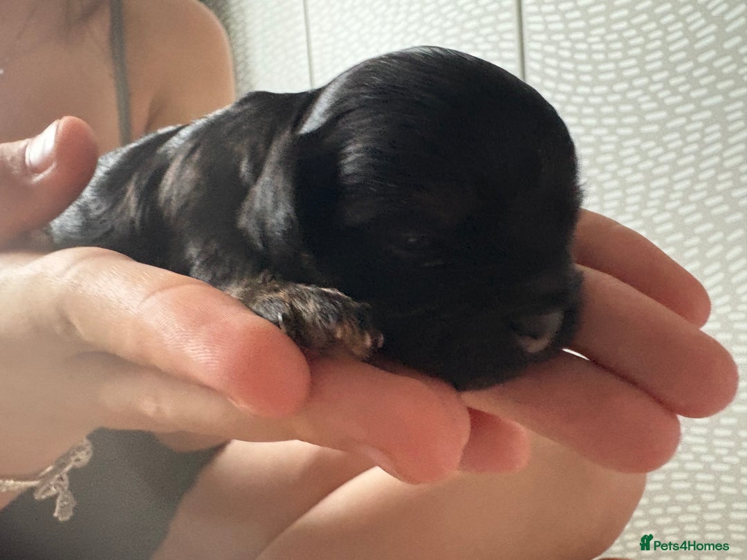 Shihpoo dogs for sale: Adorable Shihpoo puppies 🐾🐕🤍 - Image 7