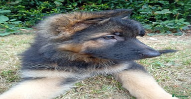 German Shepherd dogs - Advert 4