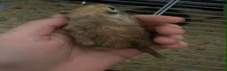 Gerbil rodents for sale: FREE male gerbils! - Advert 3