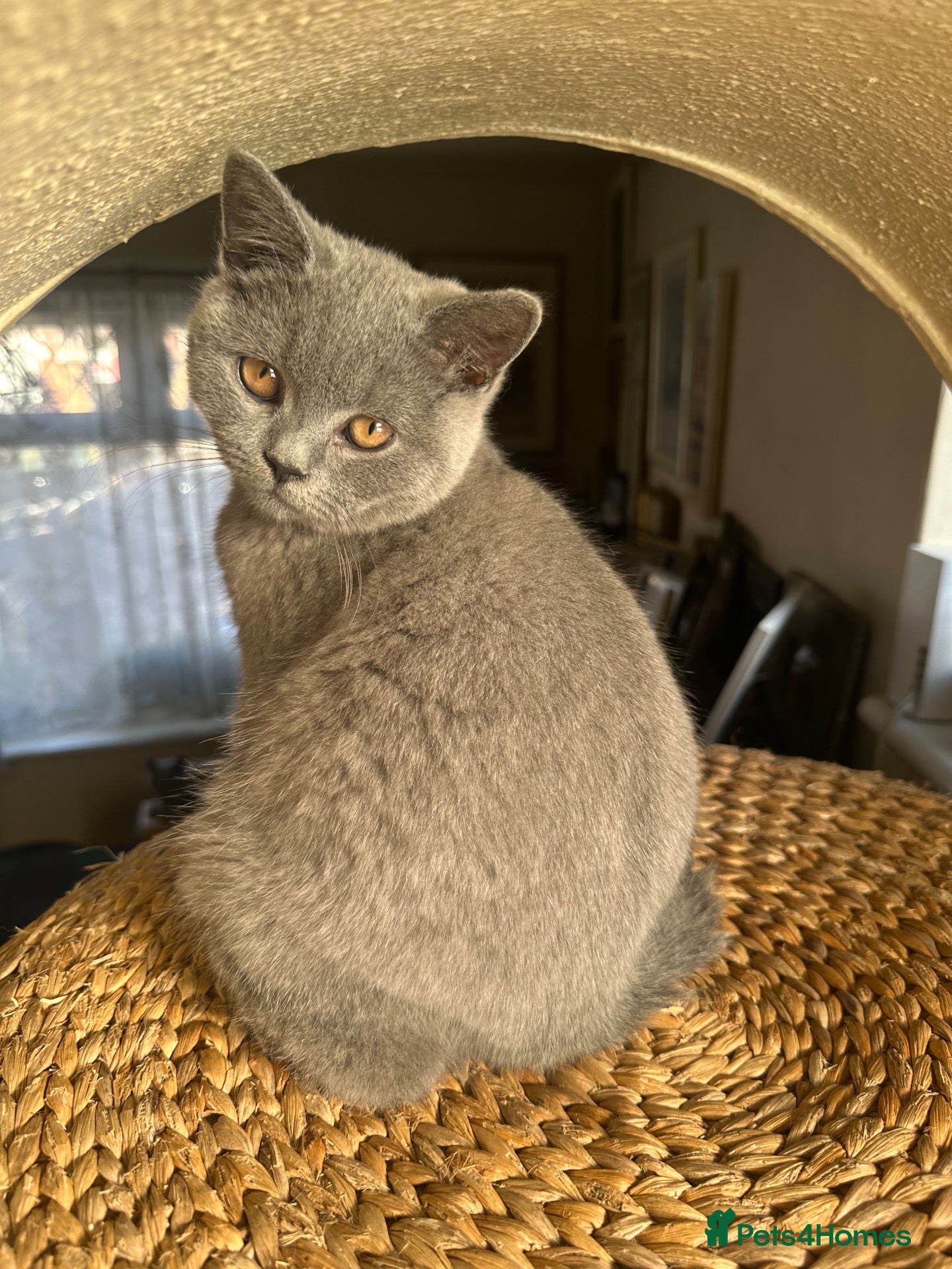British Shorthair cats Pure Pedigree GCCF-Registered kittens  - Advert 3