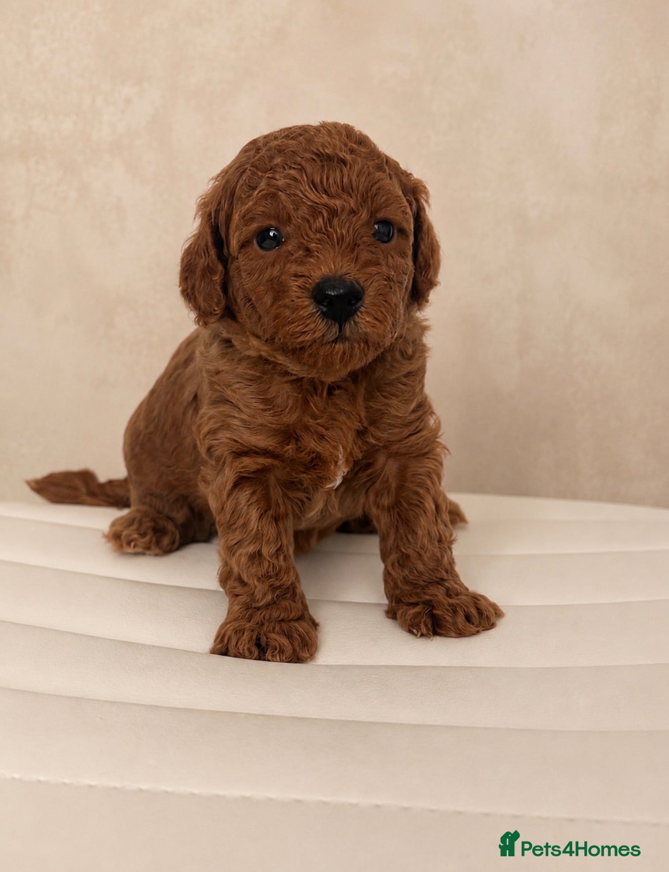 Toy Poodle dogs Beautiful Red Toy Poodle Puppies 🤎🐩 - Advert 4
