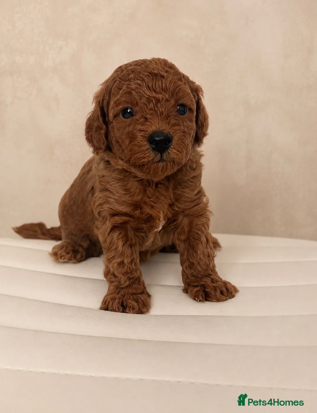 Toy Poodle dogs for sale: Beautiful Red Toy Poodle Puppies 🤎🐩 - Advert 1