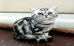 British Shorthair cats for sale: Bsh.Silver Classic Tabby.GCCF./TICA. - Image 2