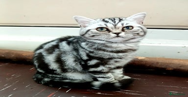 British Shorthair cats - Advert 6