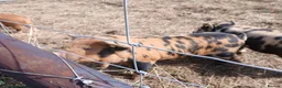 Pig livestock for sale: Kune kune piglets - Advert 4