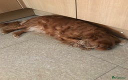 Cavapoo dogs for sale: CAVAPOO F1 WAITING LIST OPEN - Image 4