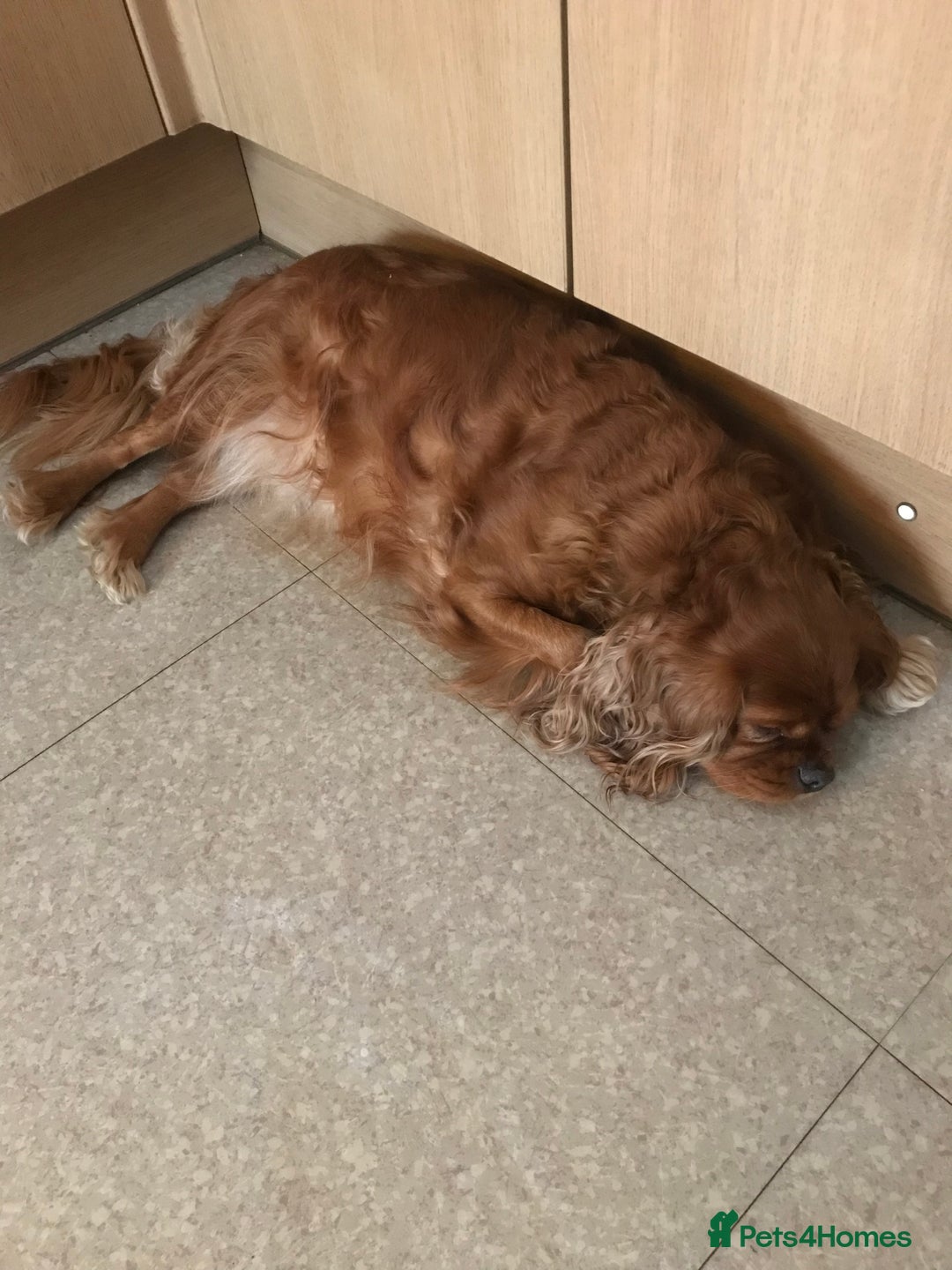 Cavapoo dogs for sale: CAVAPOO F1 WAITING LIST OPEN - Image 4