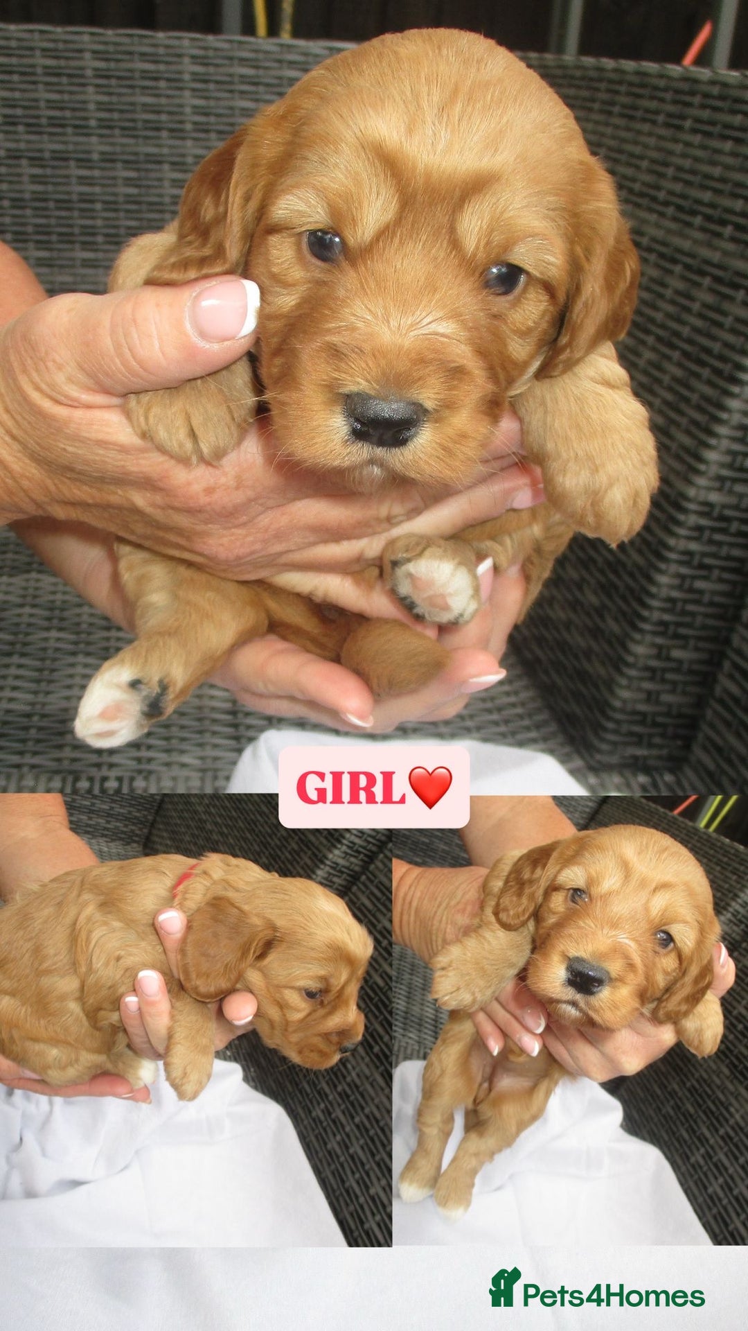 Cockapoo dogs for sale: Stunning F1 cockapoo puppies  - Image 7