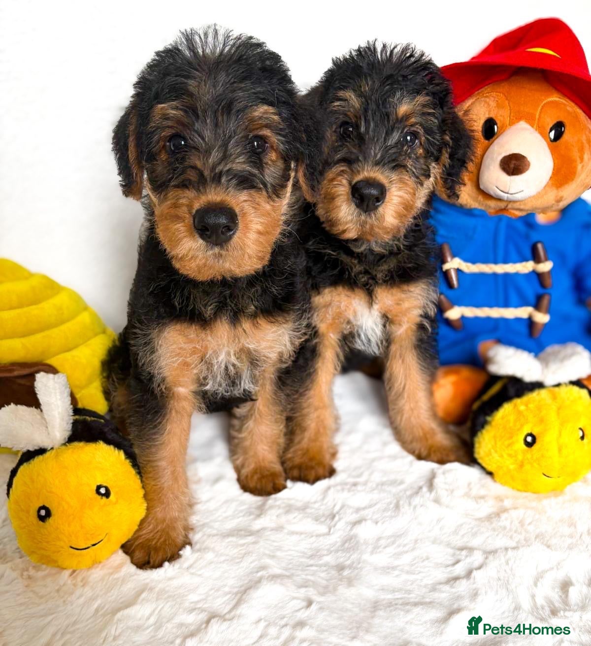 Airedale Terrier dogs ⭐ QUALITY KC AIREDALE TERRIERS ⭐ - Advert 1