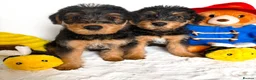 Airedale Terrier dogs for sale: ⭐ QUALITY KC AIREDALE TERRIERS ⭐ - Advert 1