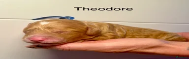 Theodore