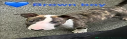 English Bull Terrier dogs for sale: Kc reg brindle white male English bull terrier - Advert 4