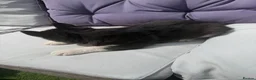 Siberian Husky dogs for sale: 4 beautiful huskies for sale in Dagenham - Advert 9