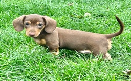 Miniature Dachshund dogs for sale: KC Miniature Dachshund - Image 4