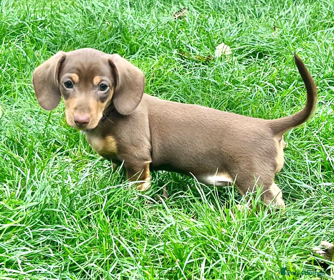Miniature Dachshund dogs for sale: KC Miniature Dachshund - Image 4