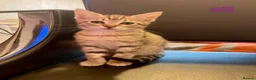 Mixed Breed cats for sale: Cretan wildcat/domestic shorthair  - Advert 4