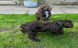 Cockapoo dogs for sale: Toy F1 Cockerpoo Puppies x2 girls x2 boys - Image 5