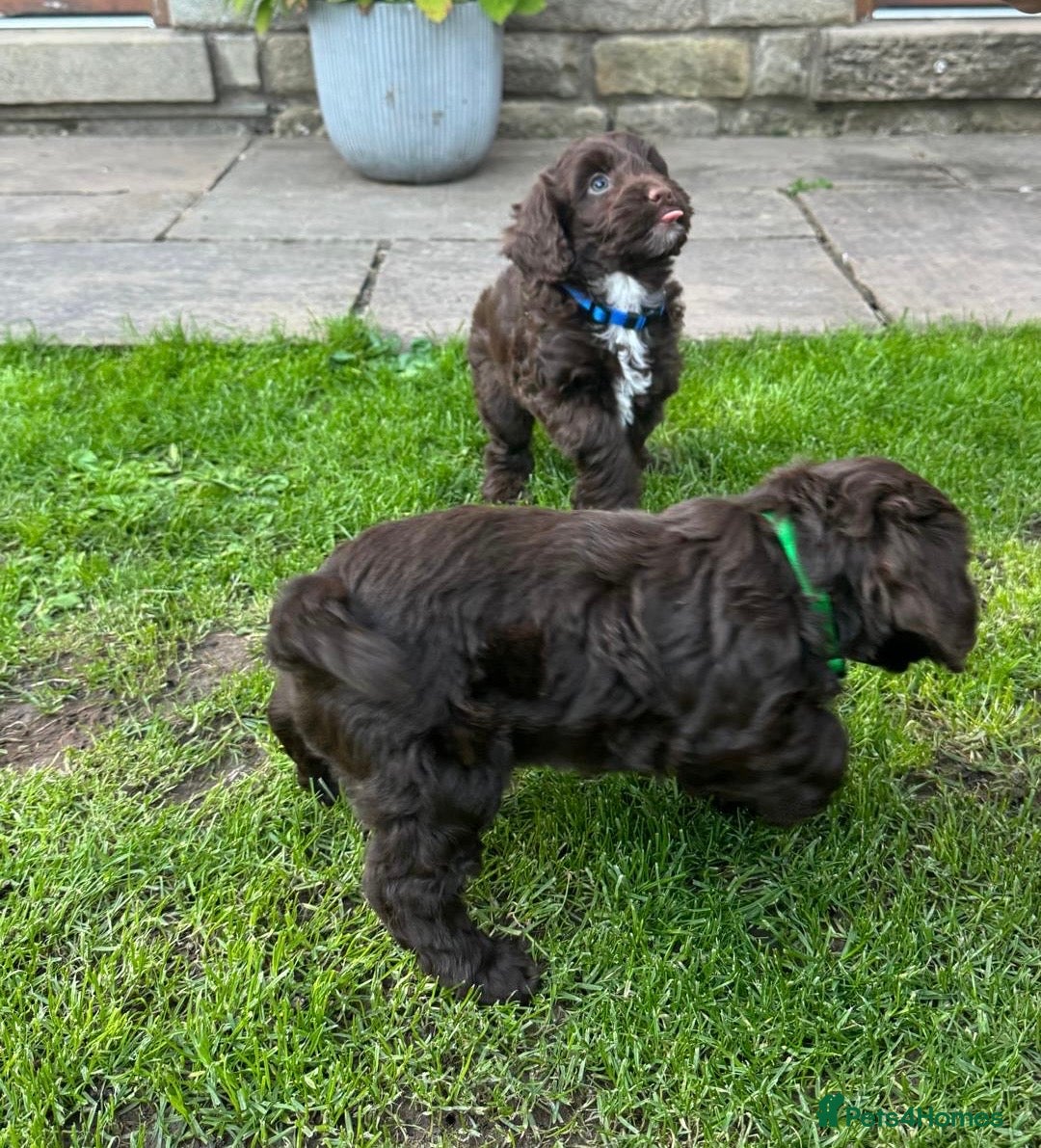 Cockapoo dogs for sale: Toy F1 Cockerpoo Puppies x2 girls x2 boys - Image 5