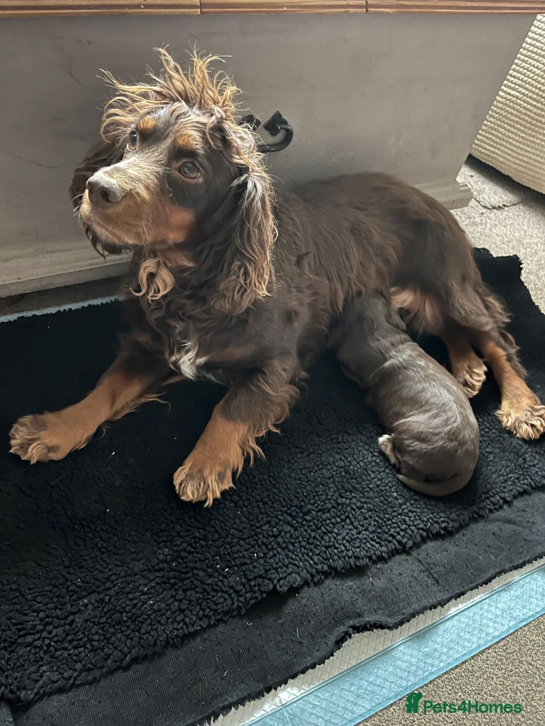 Cocker Spaniel dogs for sale: Beautiful boy puppy  in Salisbury - Advert 7
