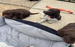 Mixed Breed dogs for sale: Beautiful cockapooXspringer puppies - Image 9