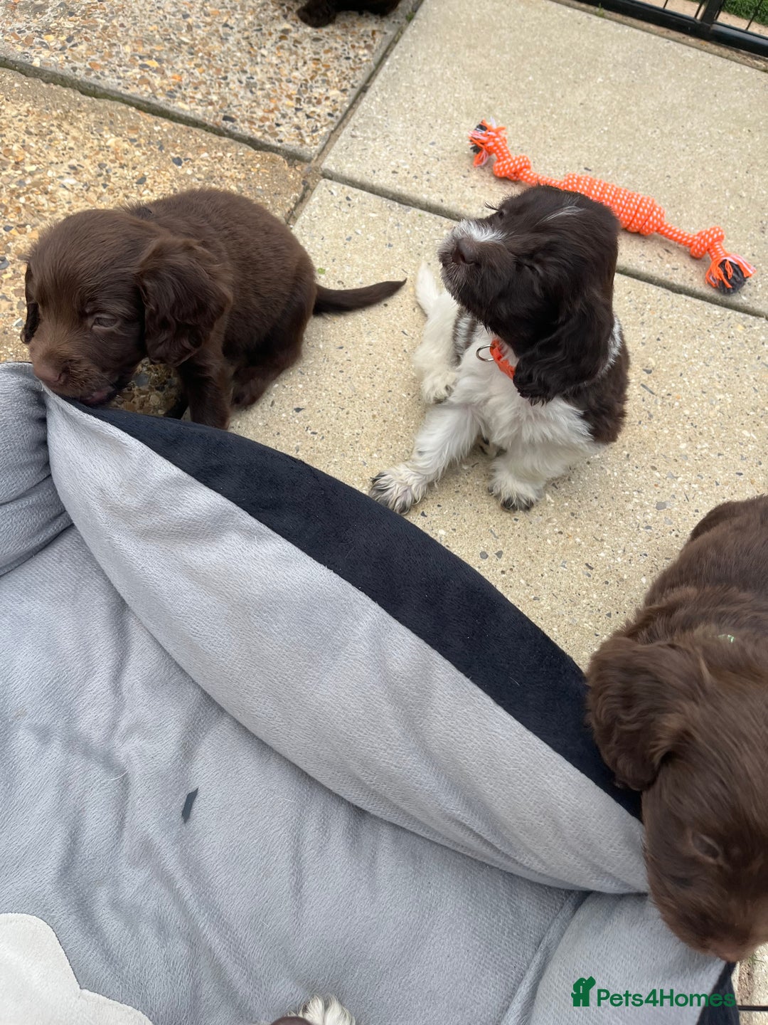 Mixed Breed dogs for sale: Beautiful cockapooXspringer puppies - Image 9