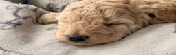 Poochon dogs for sale: Adorable Poochon puppies  - Advert 8