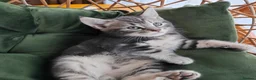 Mixed Breed cats for sale: Marble Bengal cross  - Advert 16
