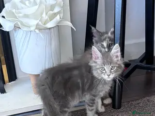 Maine Coon cats Blue Silver&Cream Tabby Maine Coon Kittens Ready - Advert 3