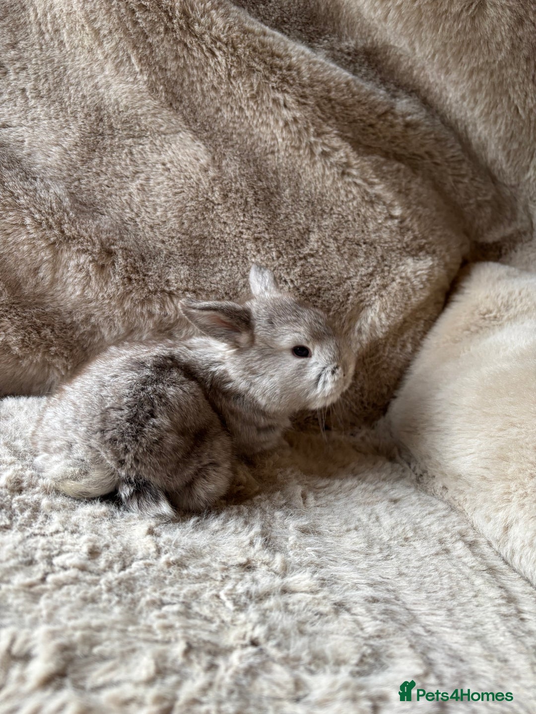 French Lop rabbits for sale: 4 beautiful French lops  - Advert 5