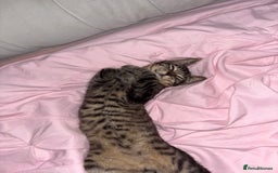 Mixed Breed cats for sale: Mum and son cat for sale ASAP - Image 4