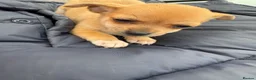Chihuahua dogs for sale: Female pup - Advert 5