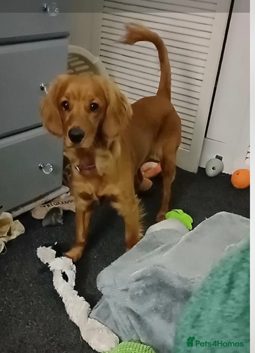 Cockapoo dogs for sale: Rusty  - Advert 2