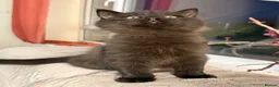 Mixed Breed cats for sale: ❗️urgent❗️Ragdoll & British Longhair Mix Kittens - Advert 9