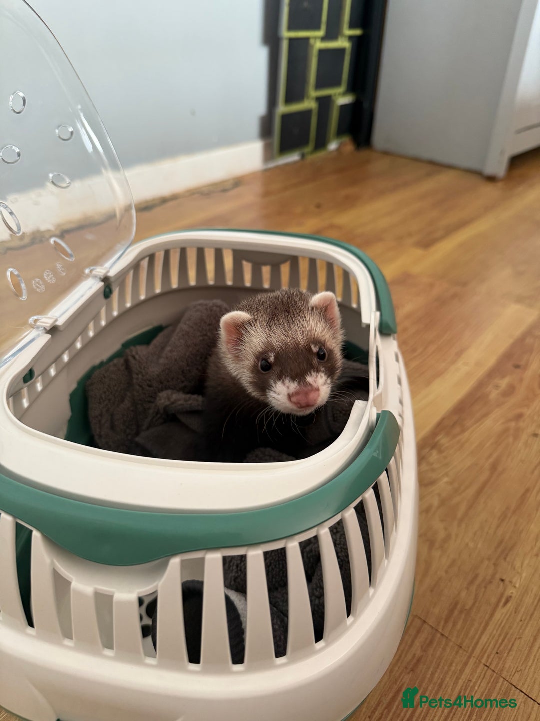 Ferret rodents for sale: Ferret / pole cat  - Image 4